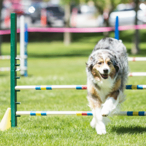 agility (800 x 600 px)